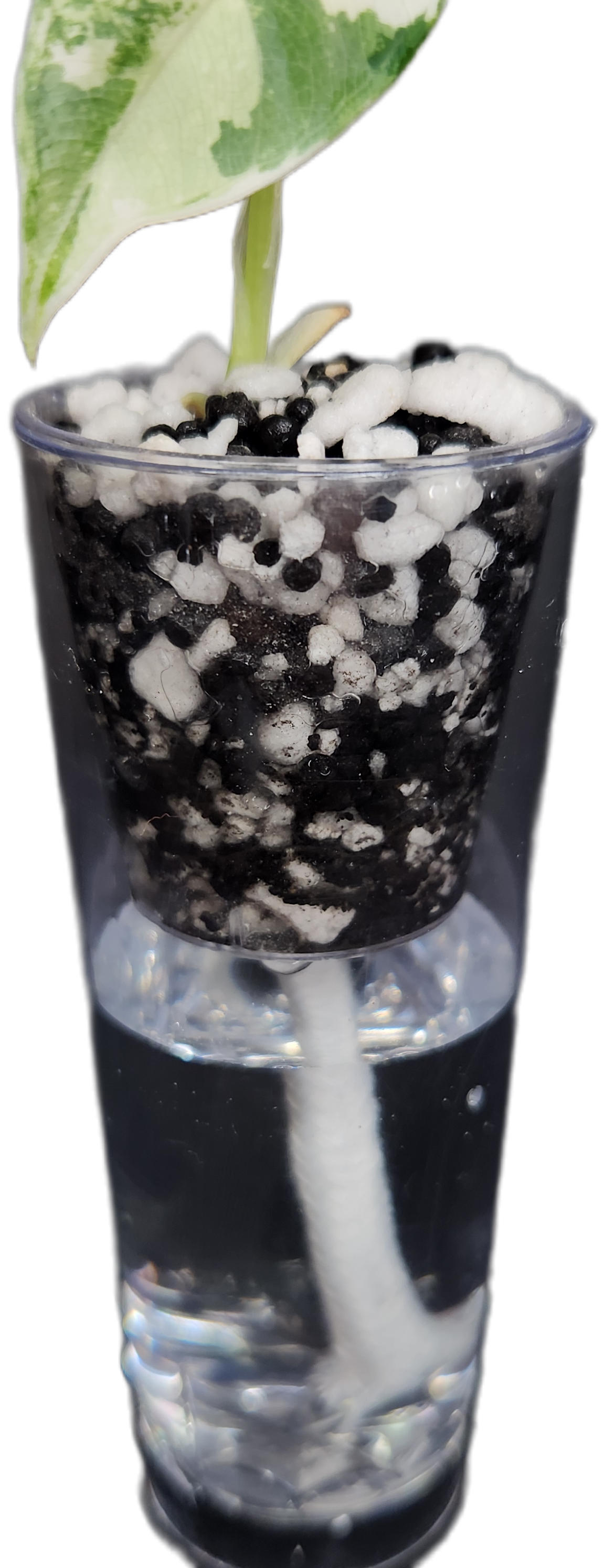 Self-Watering Corm Cup