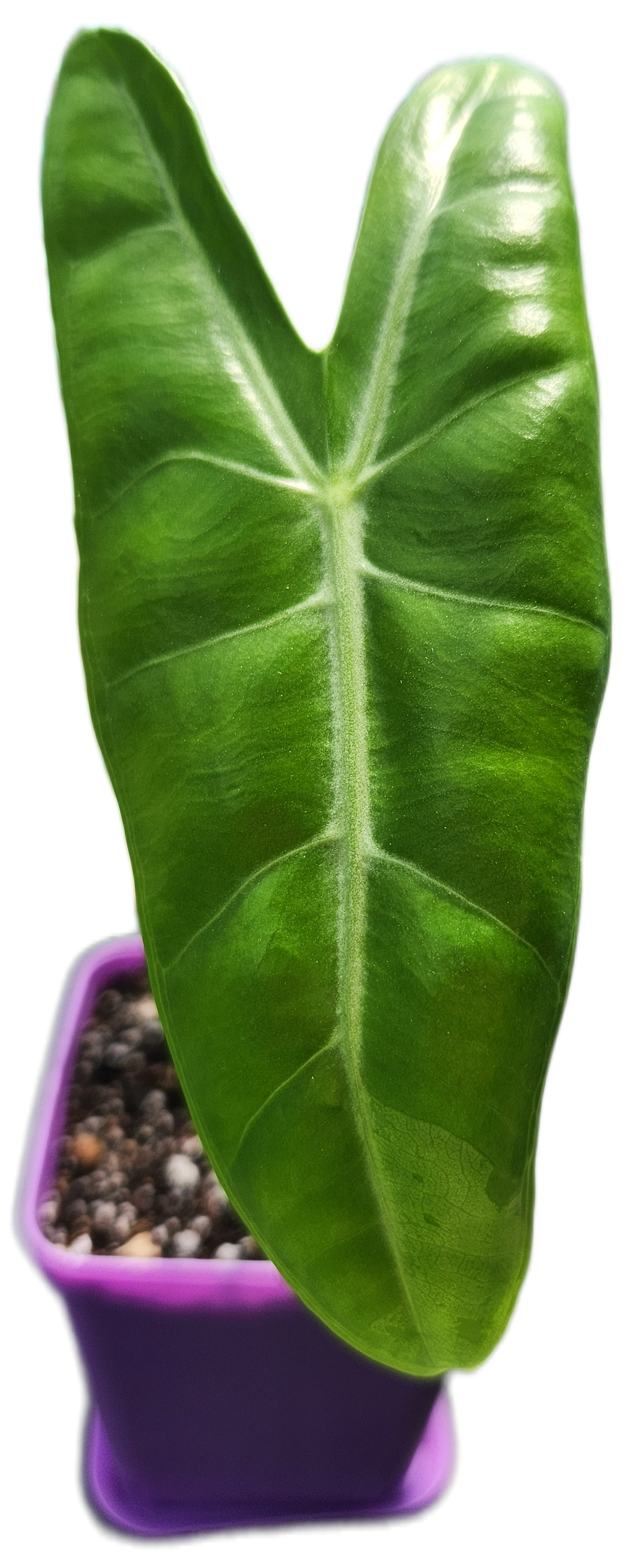 Alocasia "Longiloba" (A007)