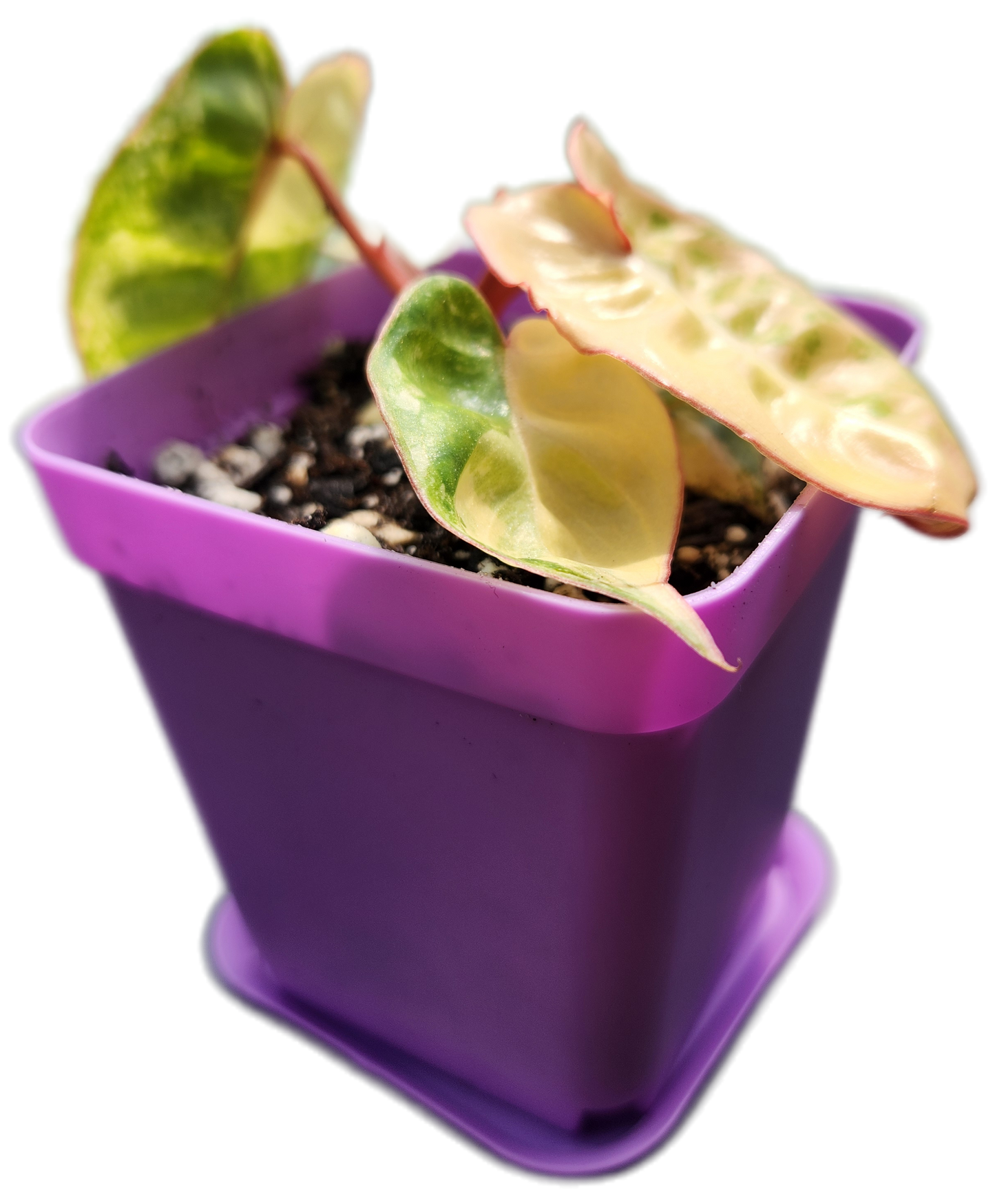 Philodendron billietiae *variegated* (B013)