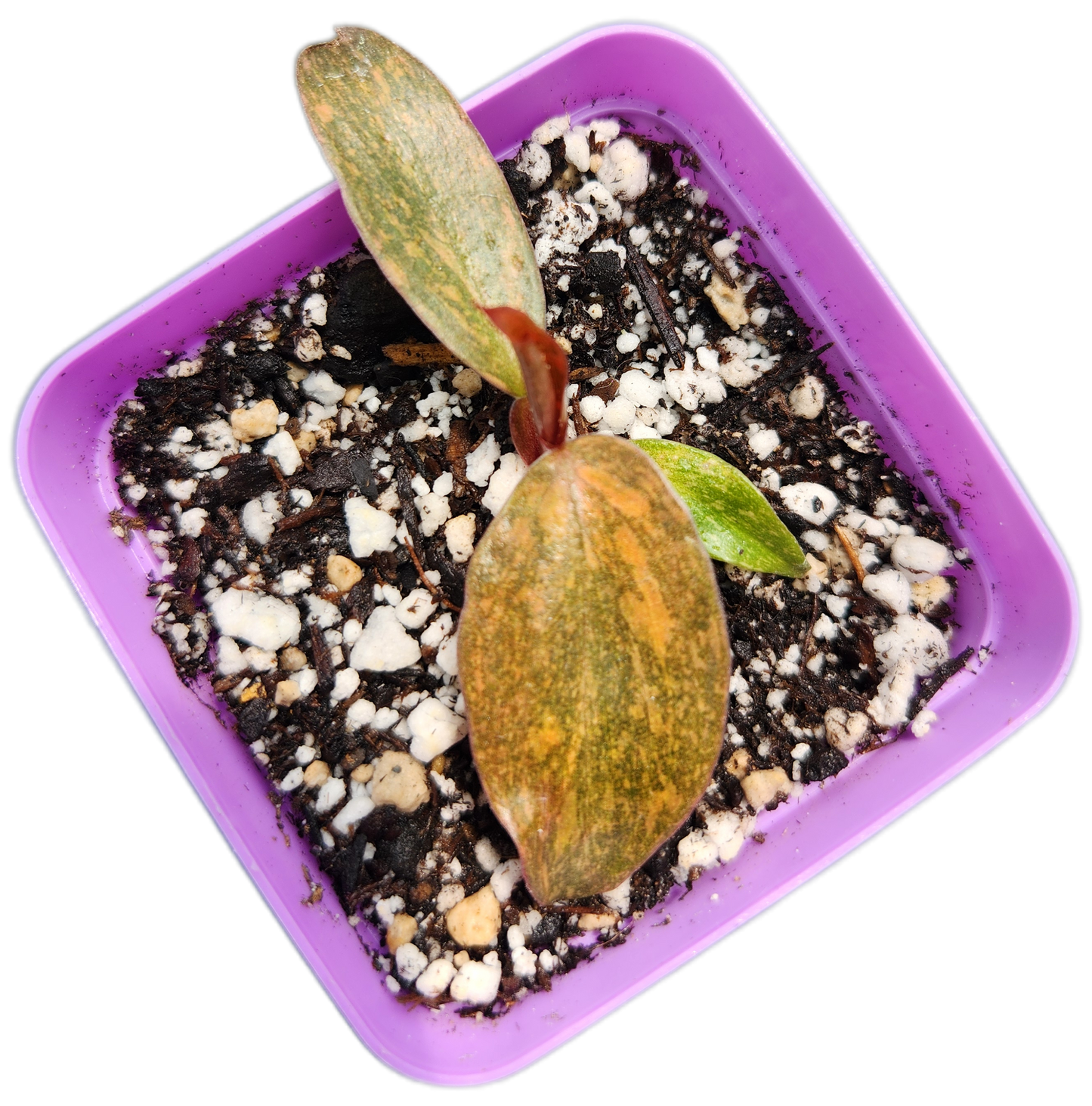 Philodendron "Orange Princess" (B012)
