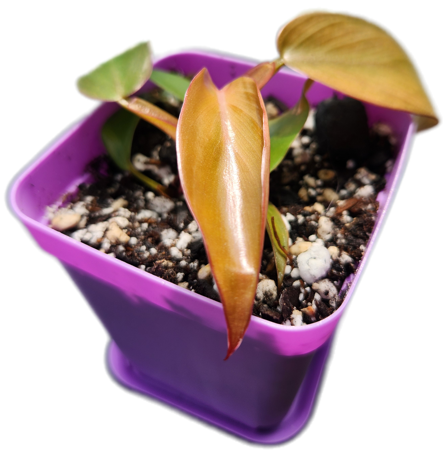 Philodendron "Florida Bronze" (B015)