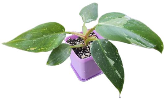 Philodendron "White Princess" (B007)