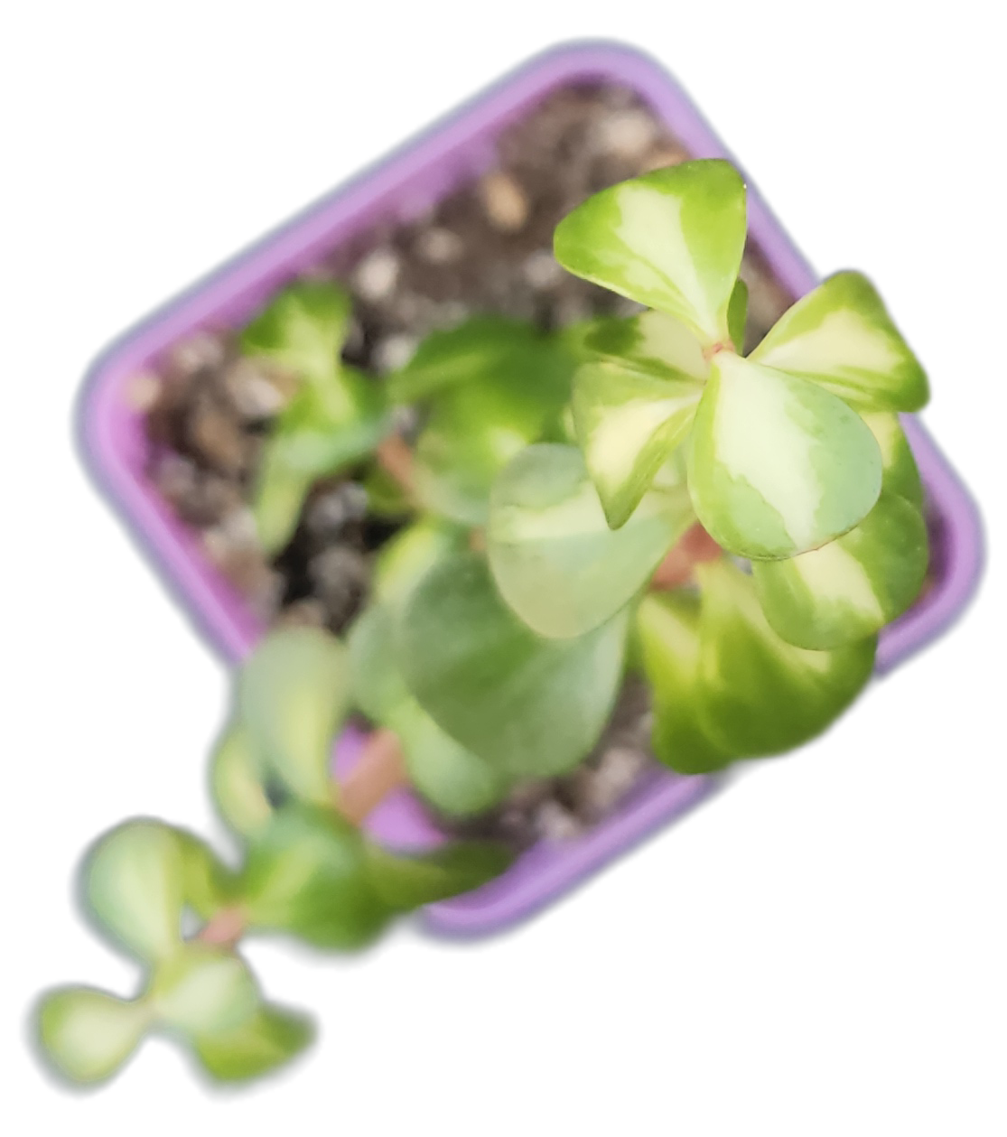 Portulacaria afra 'Medio-picta' (Midstripe Rainbow Bush) (Q001)