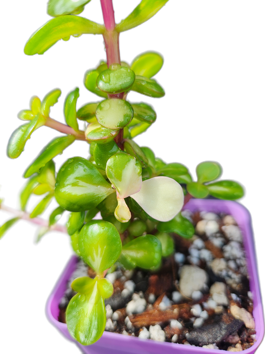 picture of a green and white houseplant