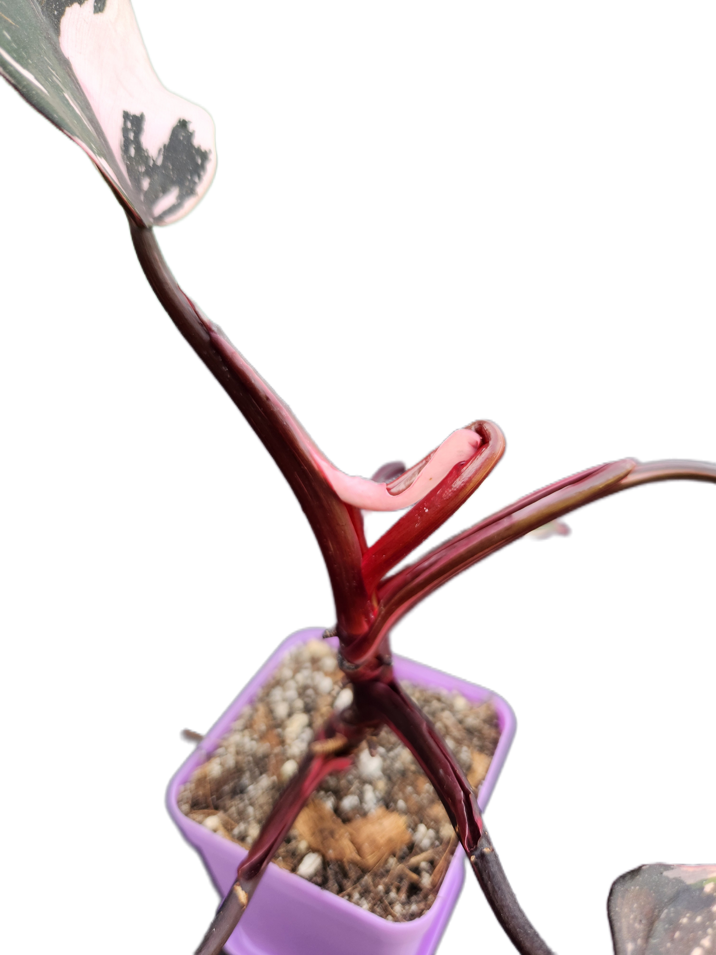 Philodendron "Red Anderson" (B011)