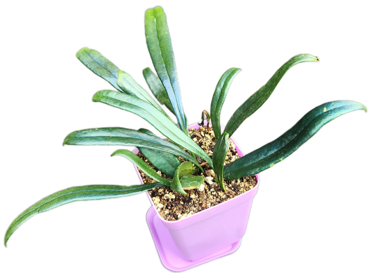 Microsorum thailandicum "Blue Oil Fern" (P001)