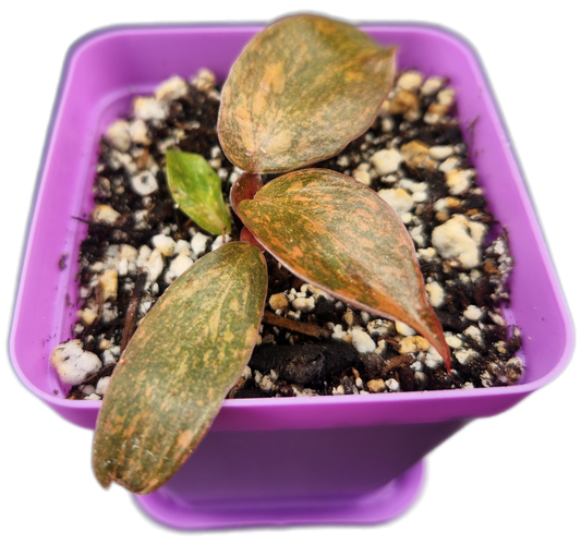 Philodendron "Orange Princess" (B012)