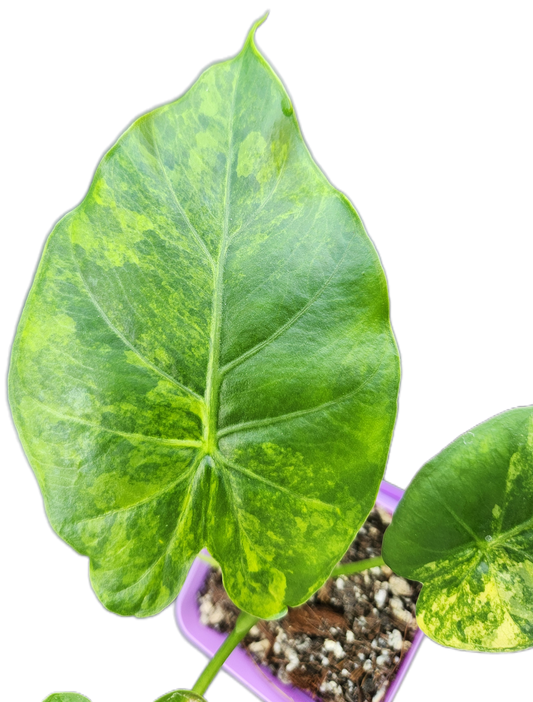 Alocasia gageana *aurea variegated* (A005)