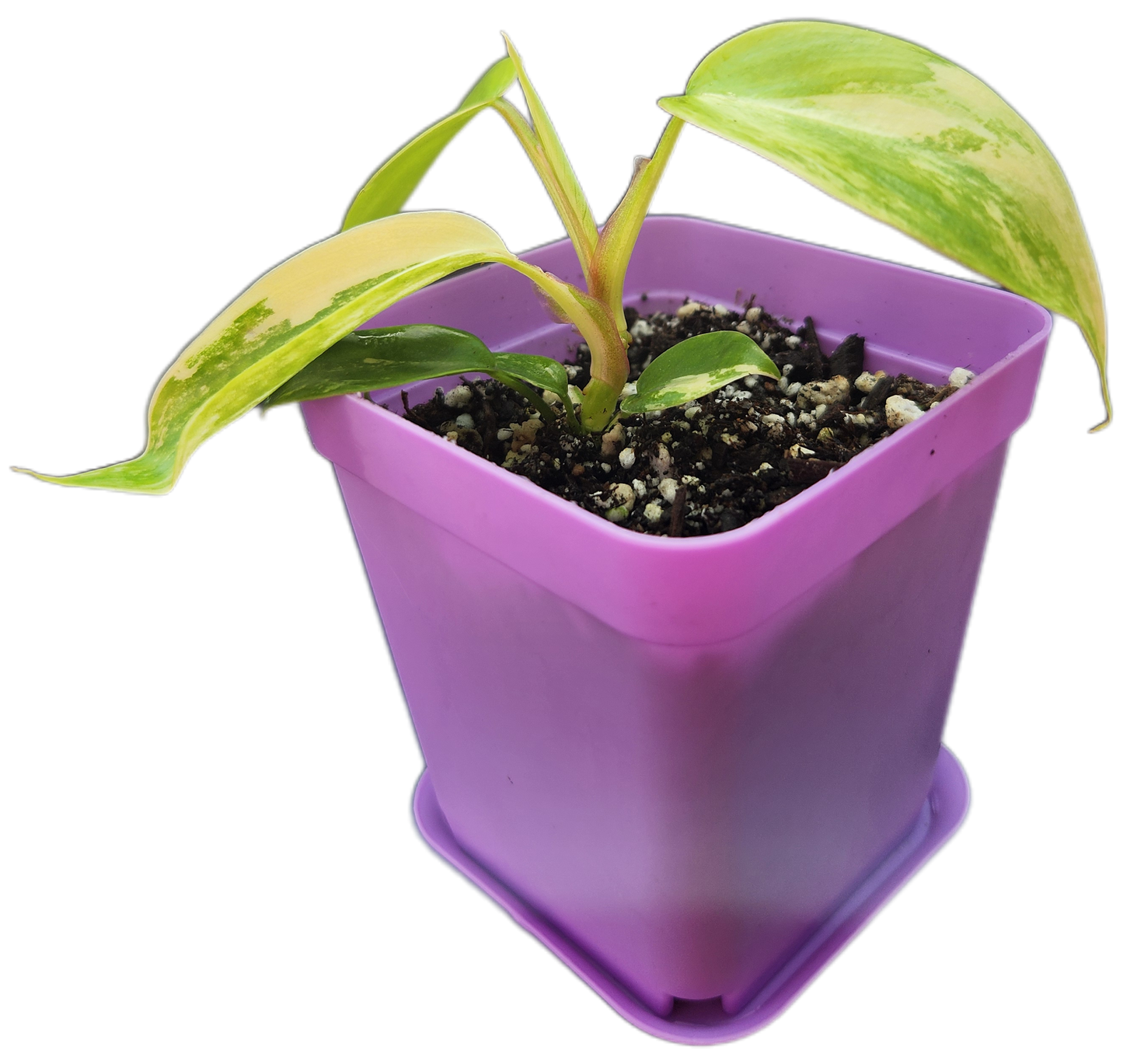 Philodendron "Florida Beauty" variegated (B003)