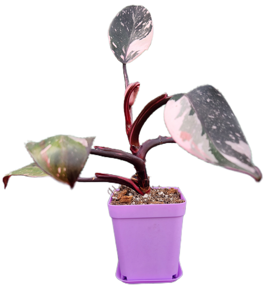 Philodendron "Red Anderson" (B011)