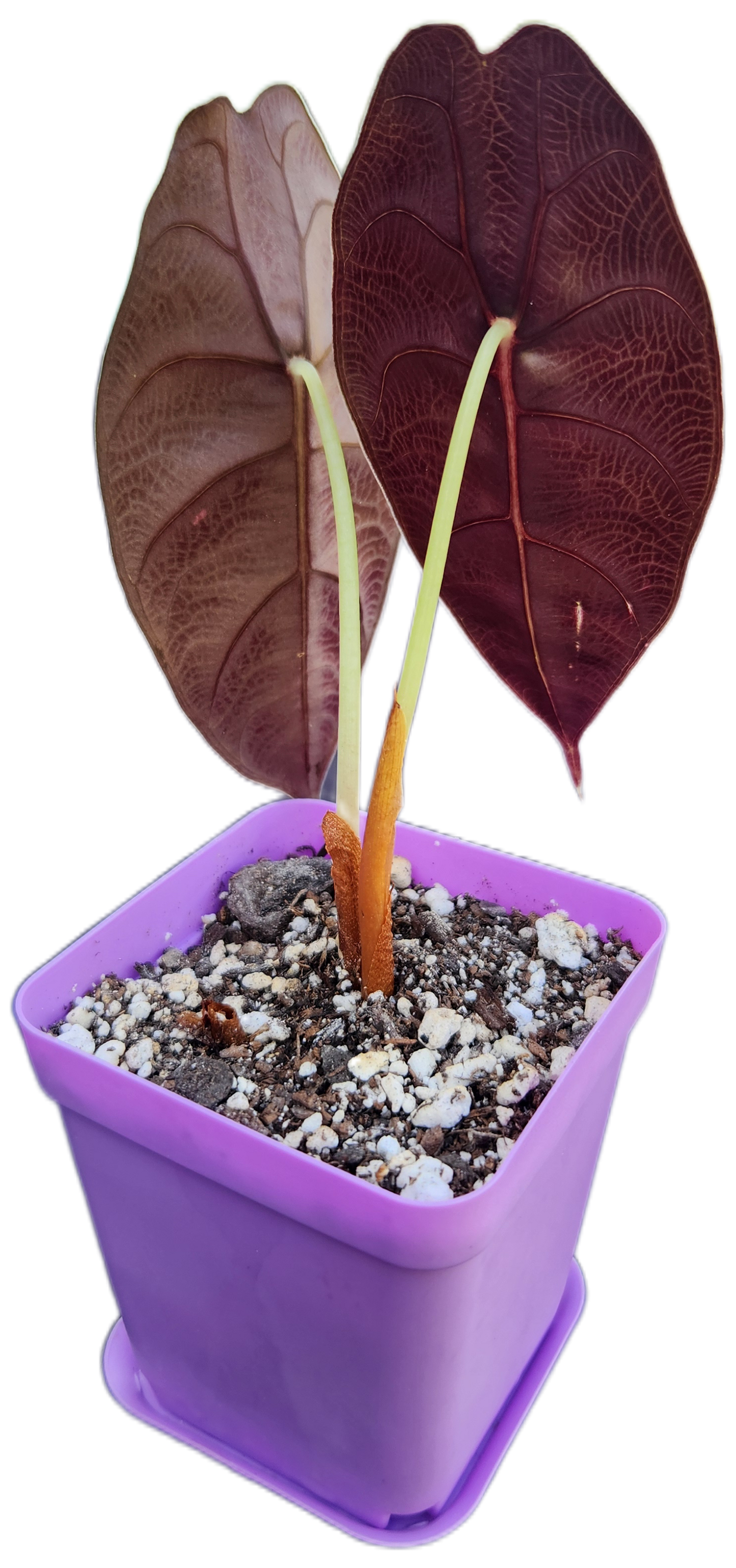 Alocasia sedenii (A001)