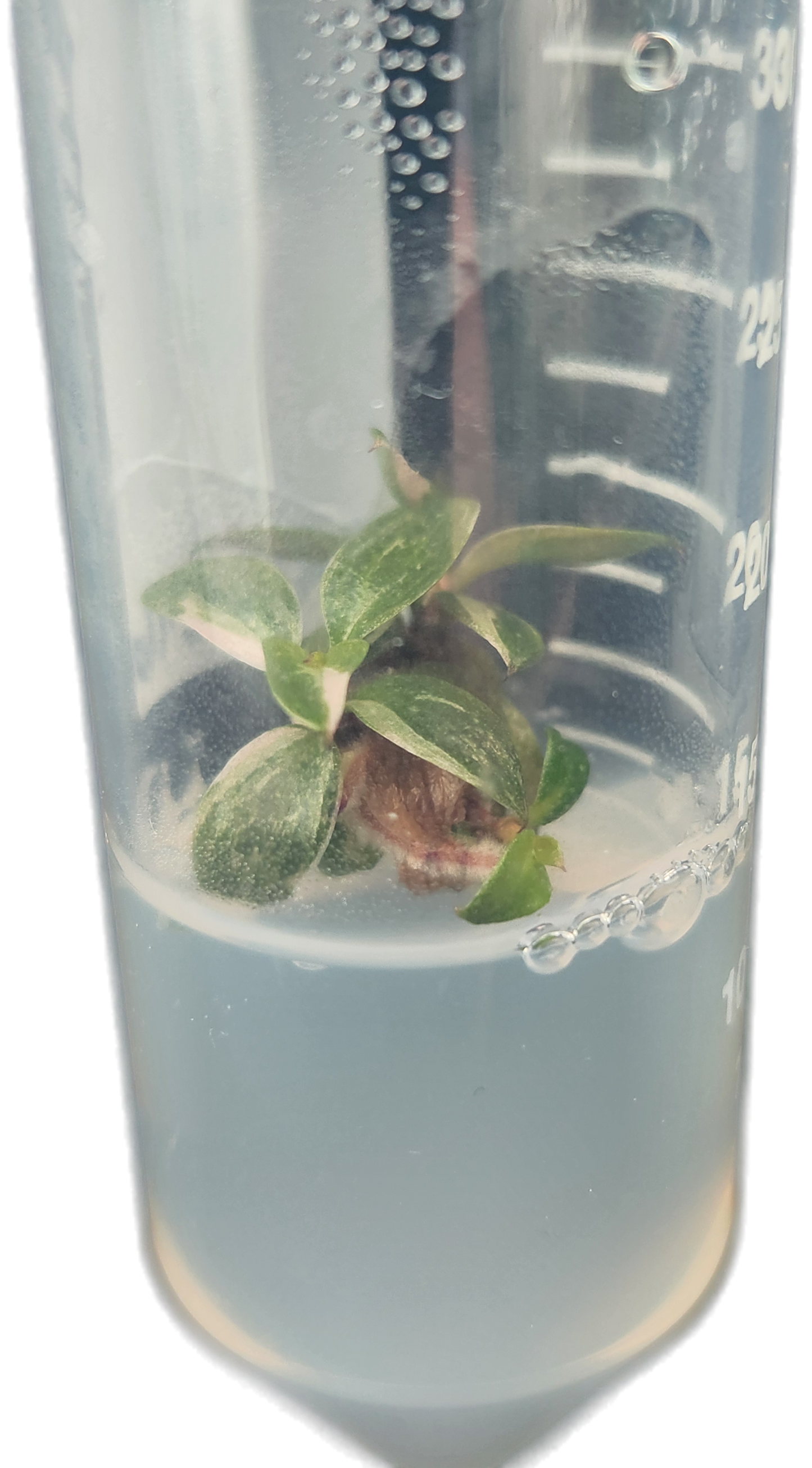 Philodendron "Pink Princess" Tissue Culture