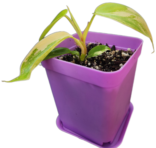 Philodendron "Florida Beauty" variegated (B003)