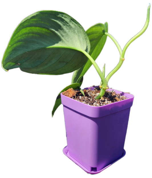 Scindapsus pictus 'Exotica' (D001)