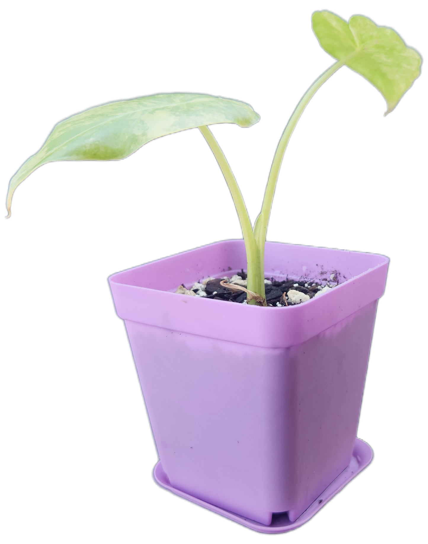 Alocasia gageana *aurea variegated* (A001)