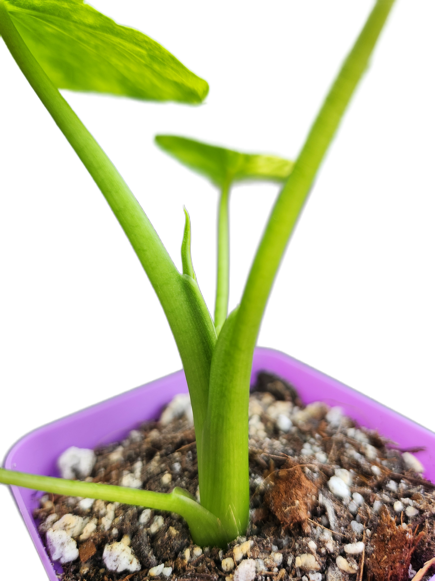 Alocasia gageana *aurea variegated* (A005)