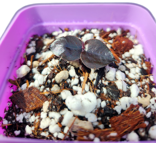 ZZ Plant "Black Raven" (O001)