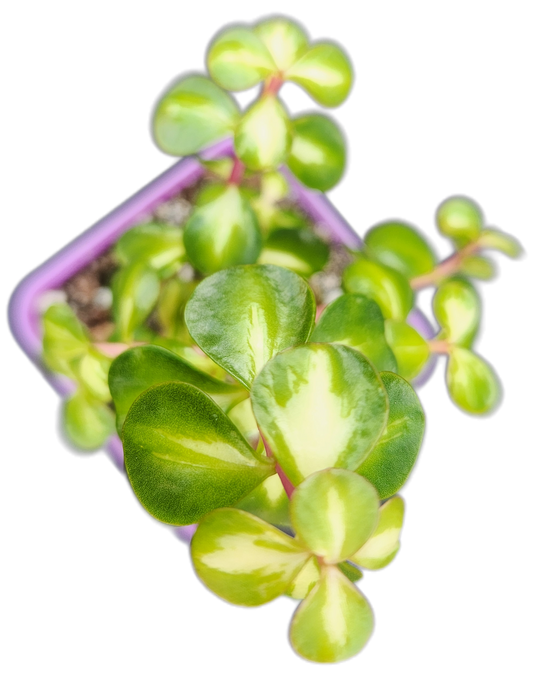 Portulacaria afra 'Medio-picta' (Midstripe Rainbow Bush) (Q001)