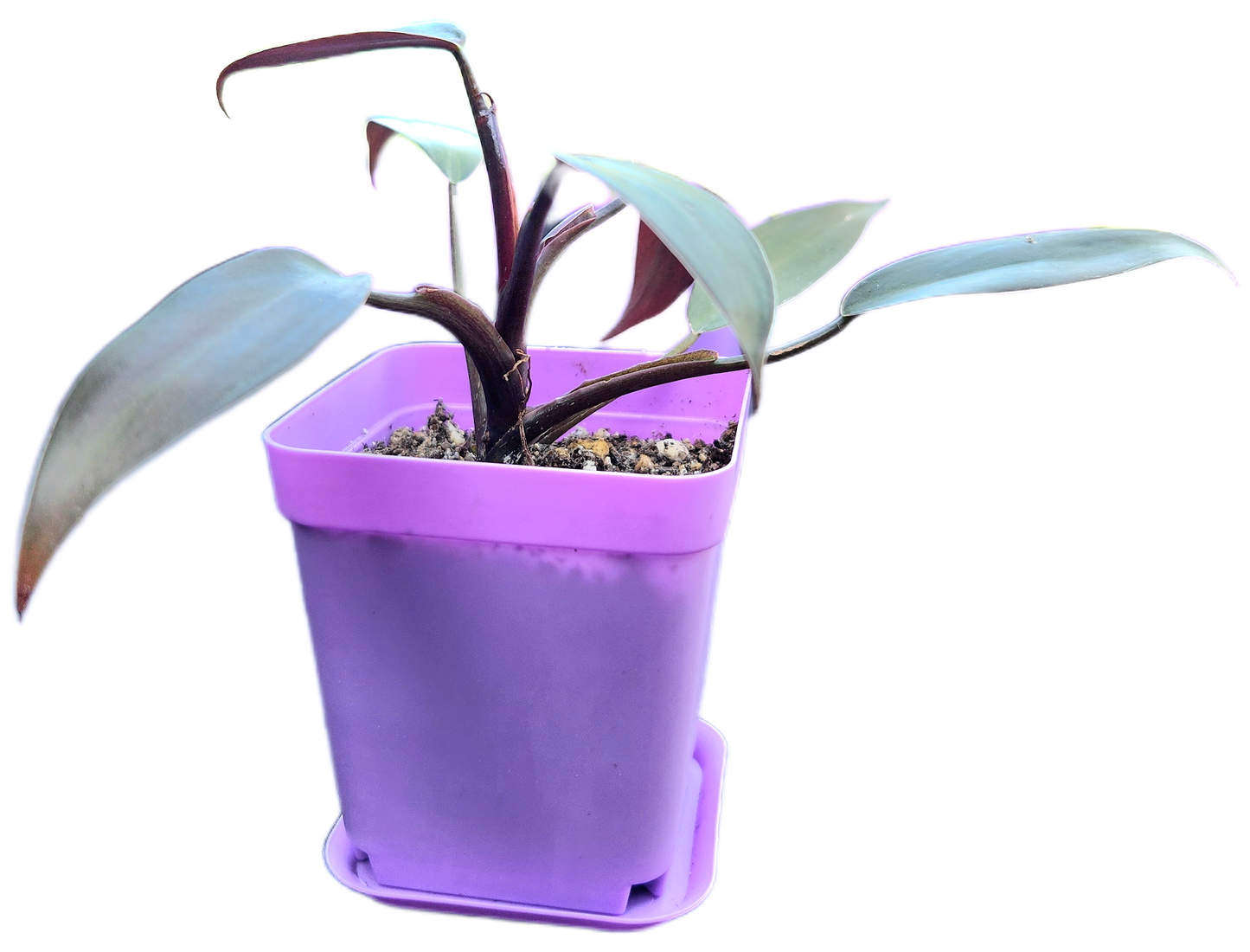 Philodendron "Black Cardinal" (B001)