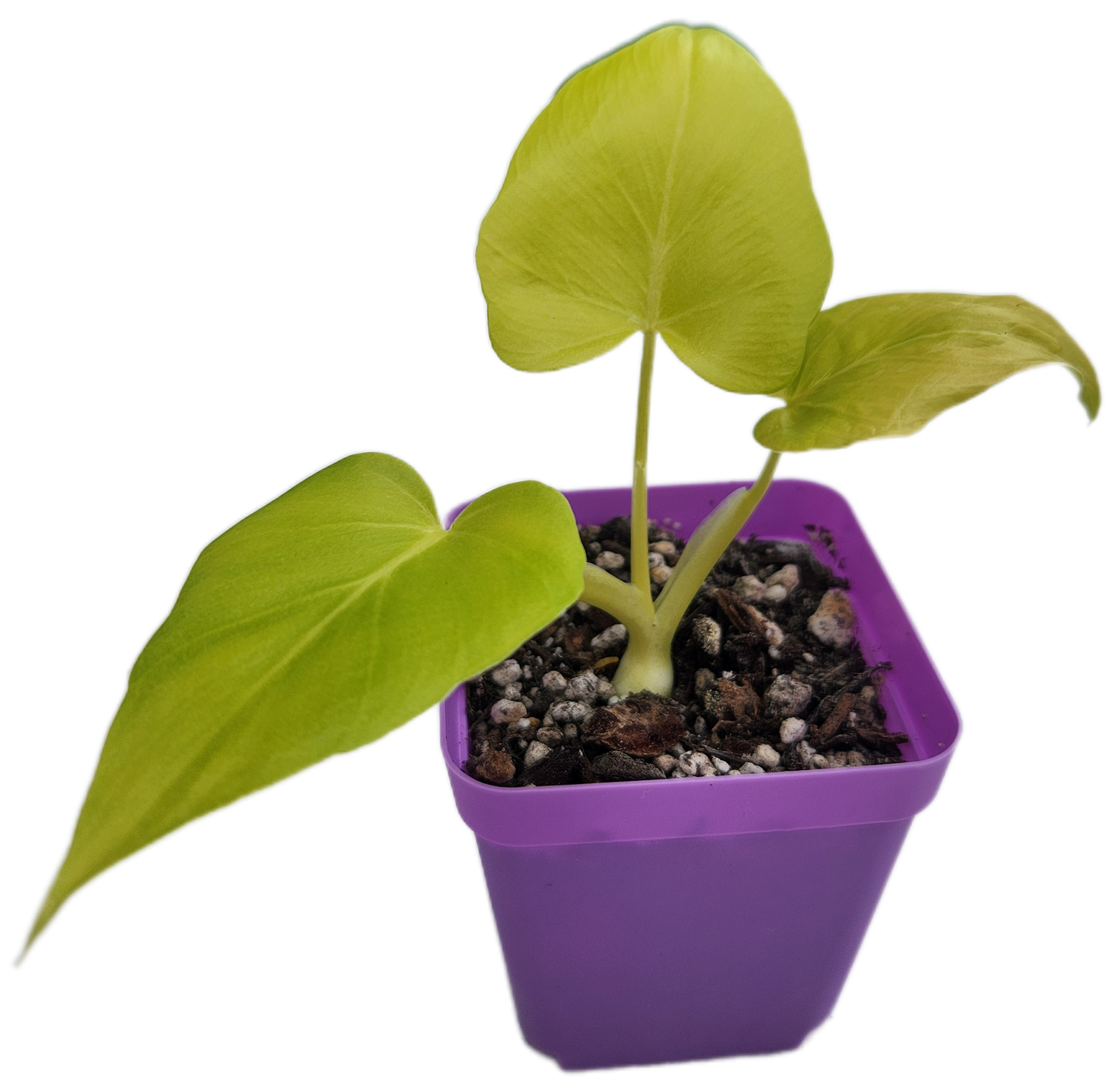 Philodendron warszewiczii (B005)