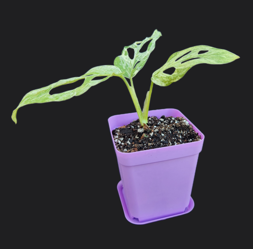 Established Plants