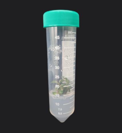 Tissue Culture Plants