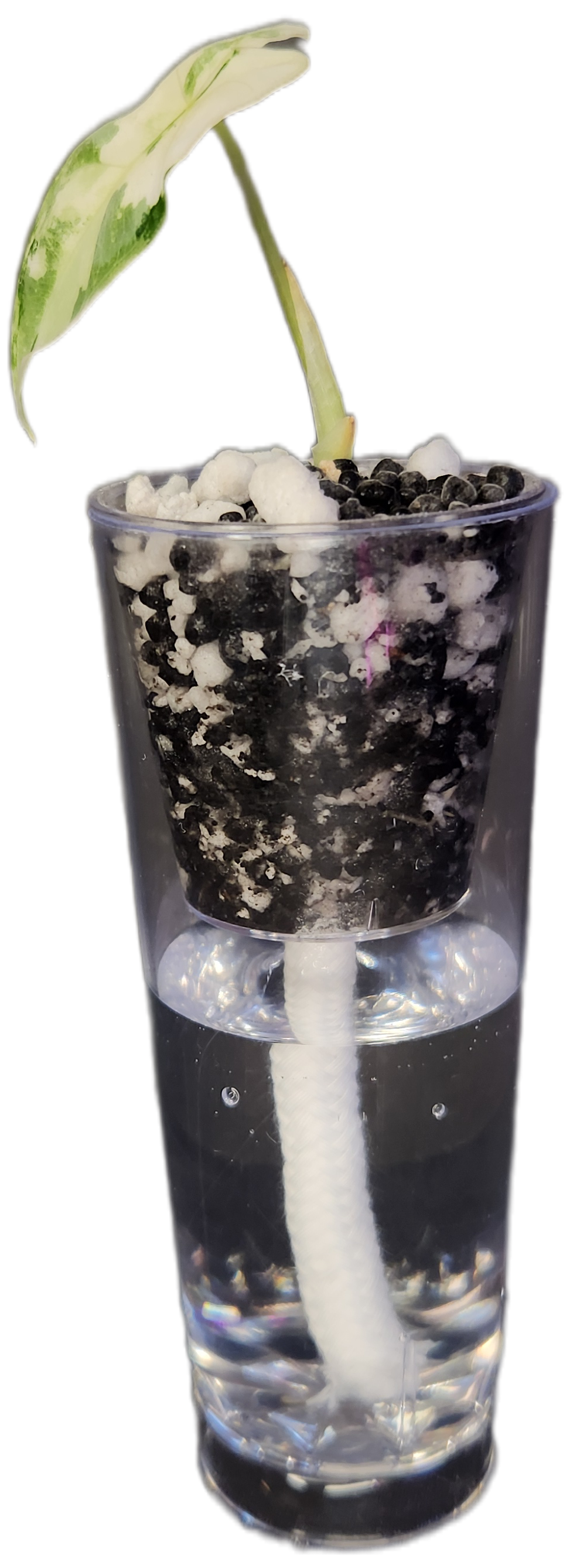 Self-Watering Corm Cup
