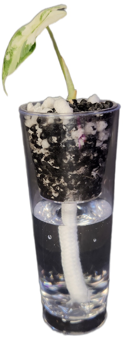Self-Watering Corm Cup
