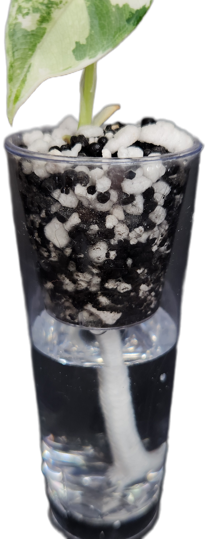 Self-Watering Corm Cup