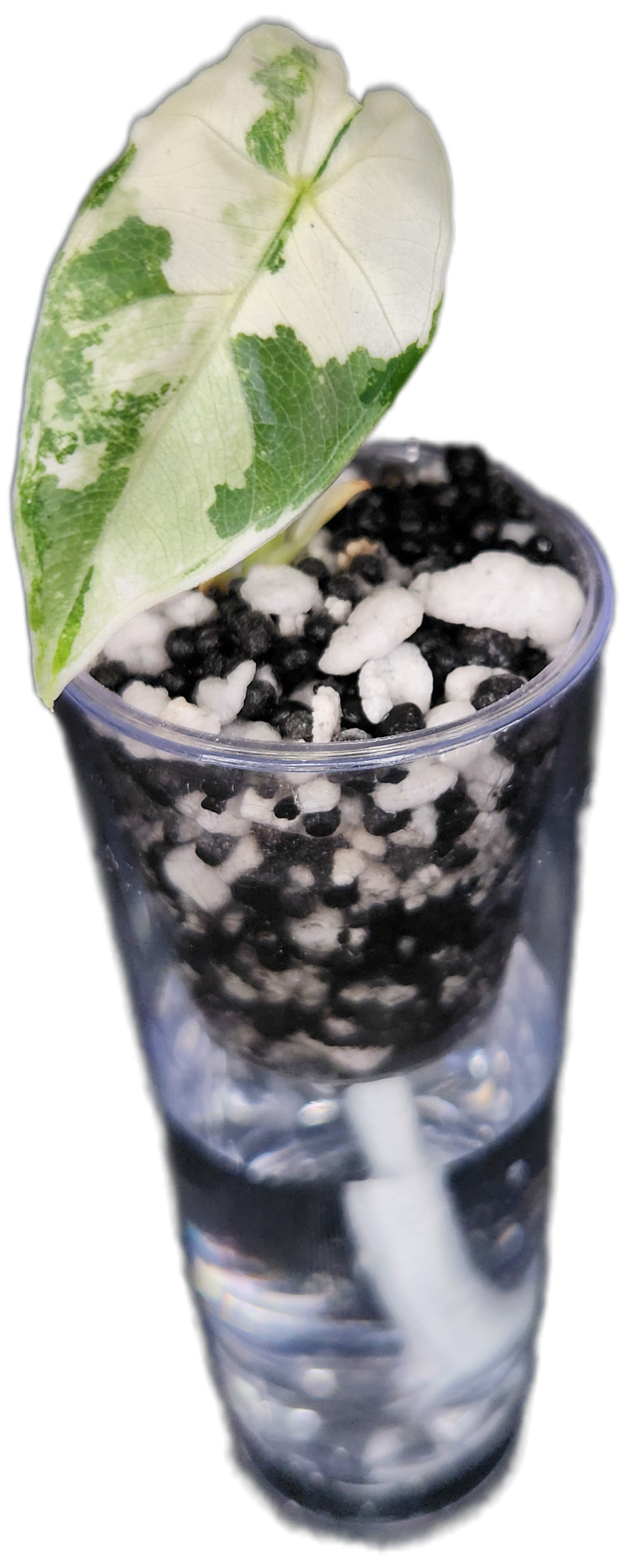 Self-Watering Corm Cup