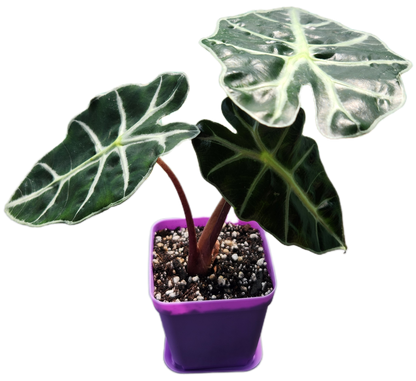 Alocasia "Polly" (A006)