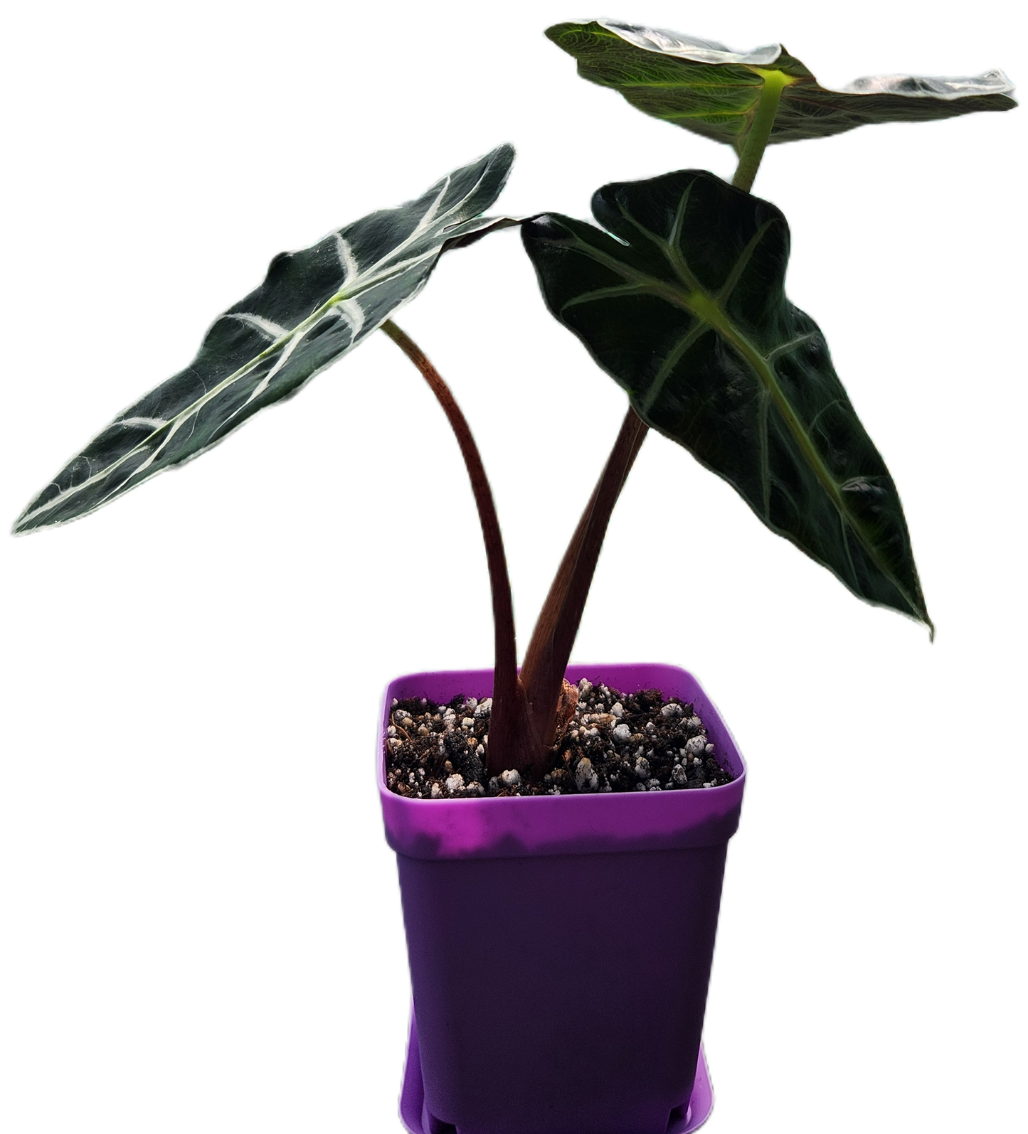 Alocasia "Polly" (A006)