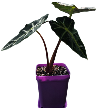 Alocasia "Polly" (A006)