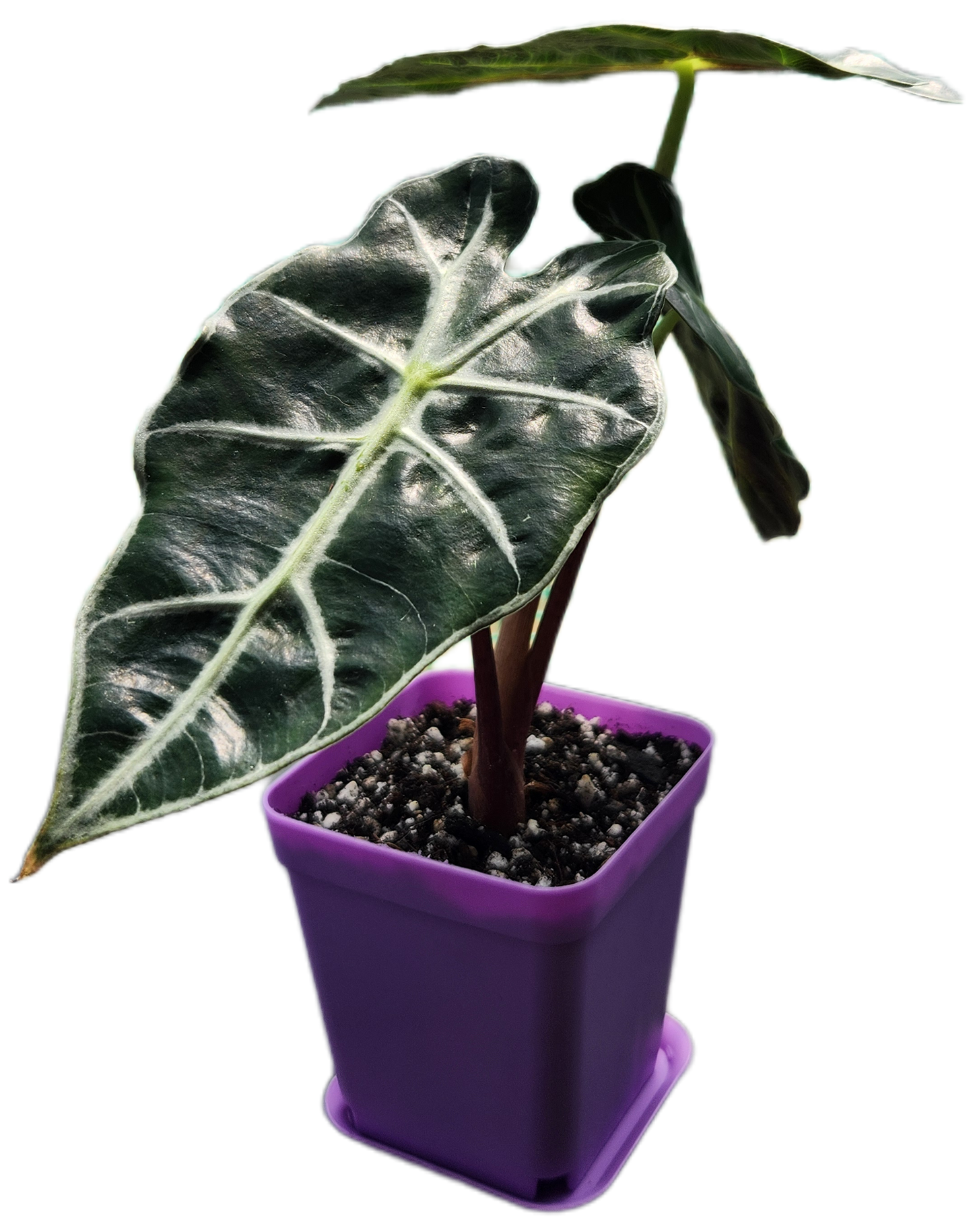 Alocasia "Polly" (A006)