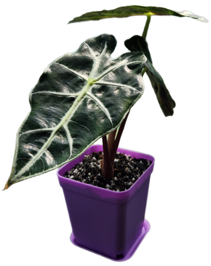 Alocasia "Polly" (A006)