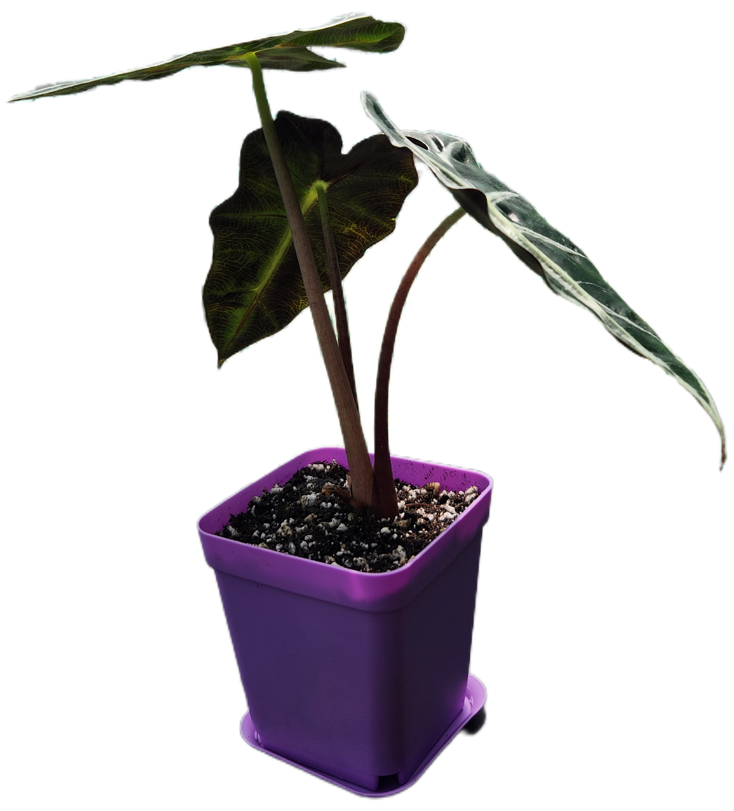 Alocasia "Polly" (A006)