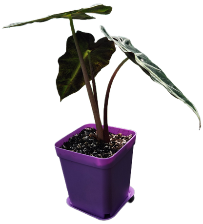 Alocasia "Polly" (A006)