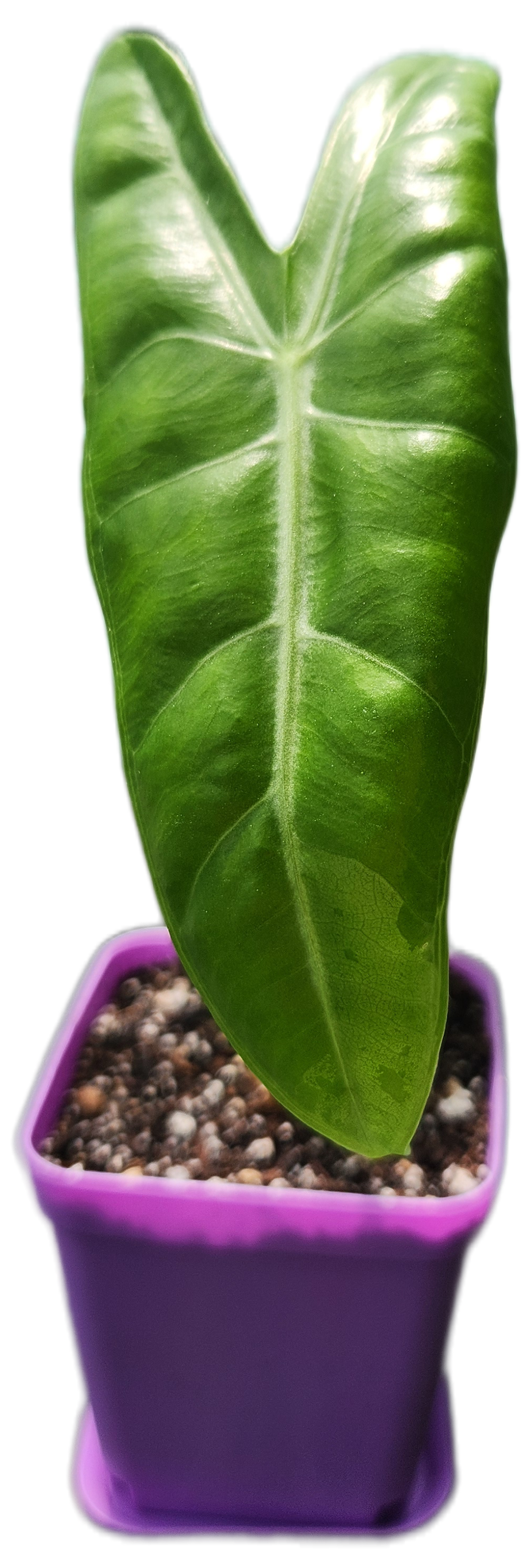 Alocasia "Longiloba" (A007)