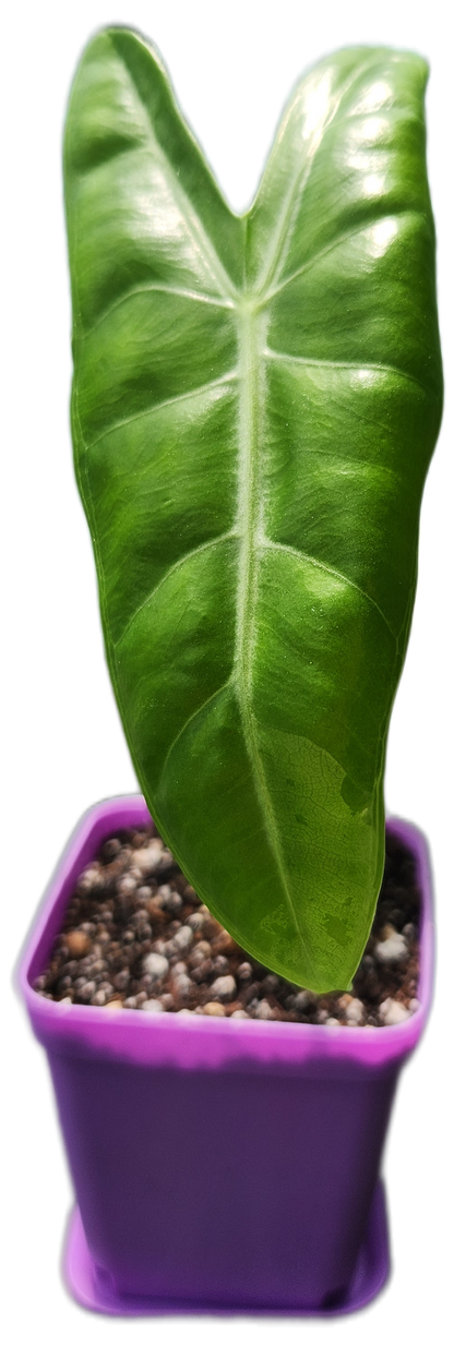 Alocasia "Longiloba" (A007)