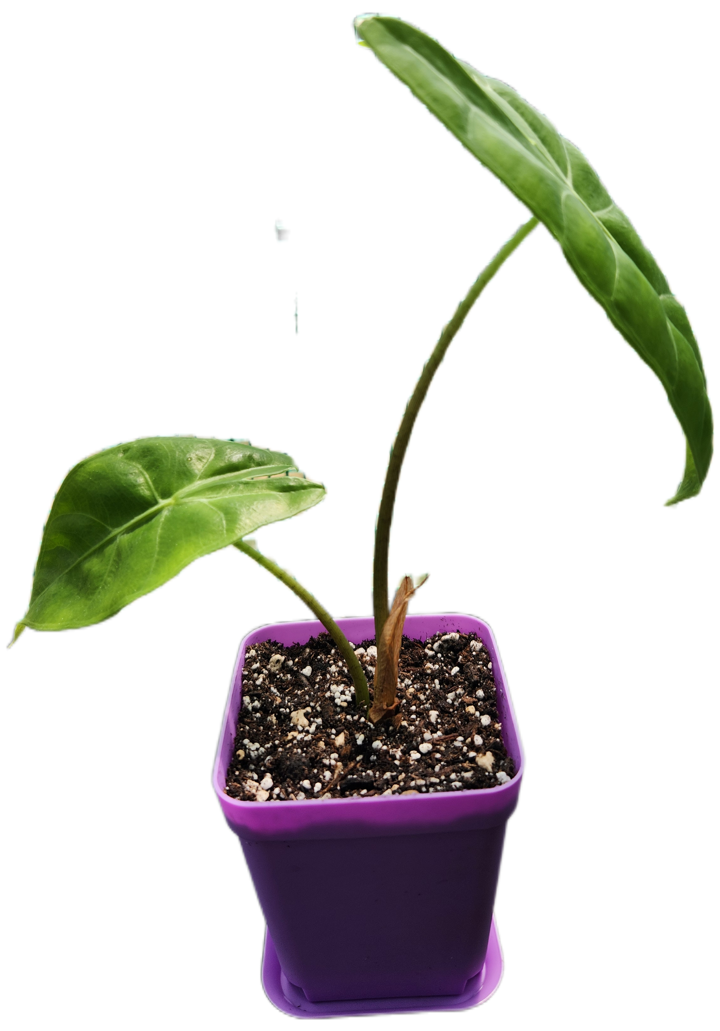 Alocasia "Longiloba" (A007)
