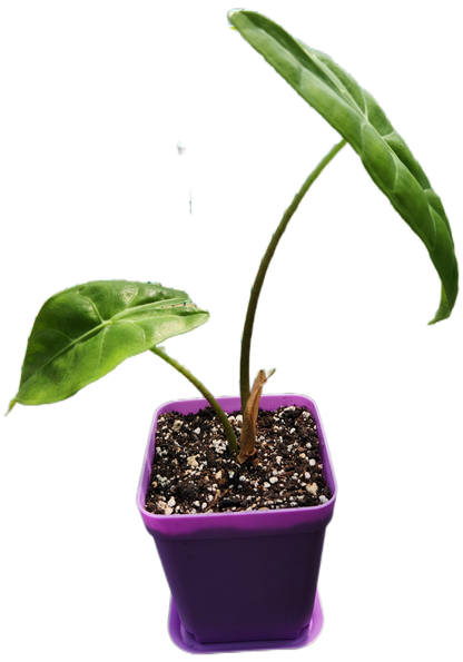 Alocasia "Longiloba" (A007)