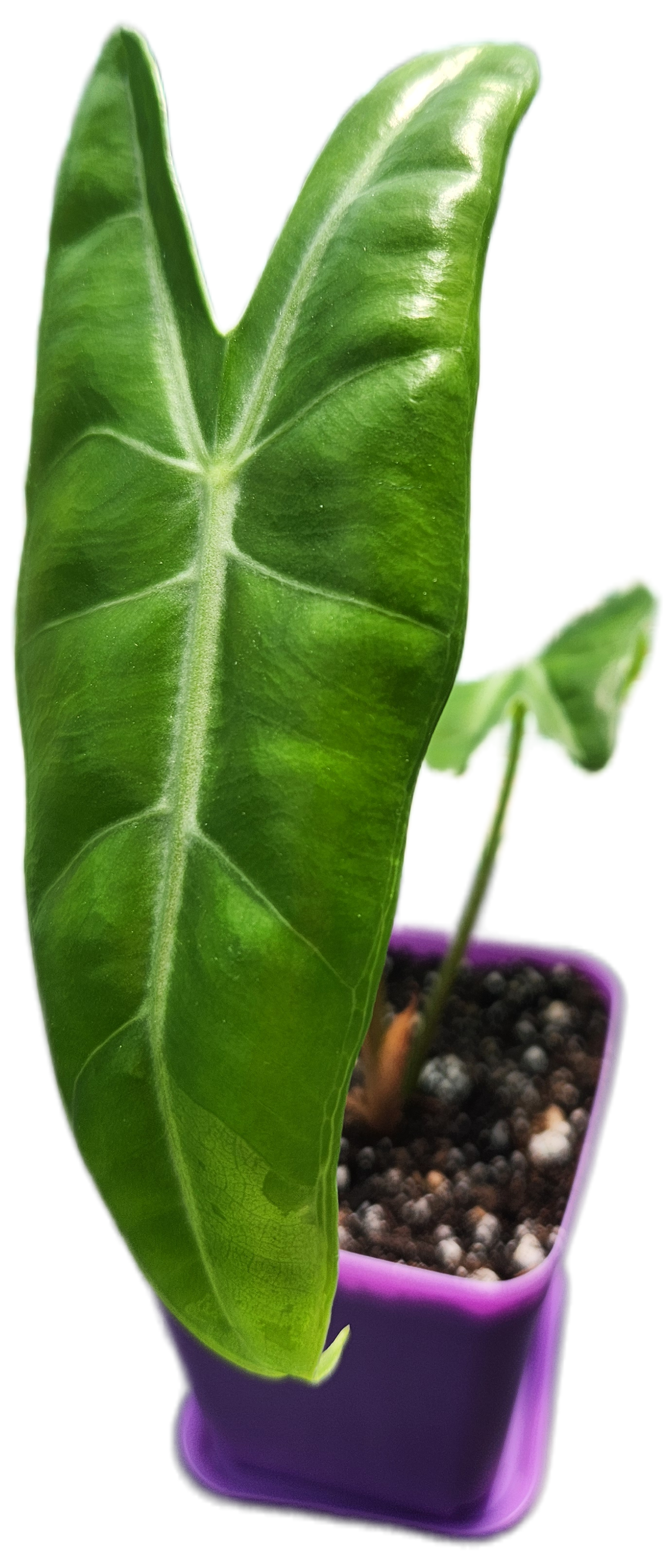 Alocasia "Longiloba" (A007)