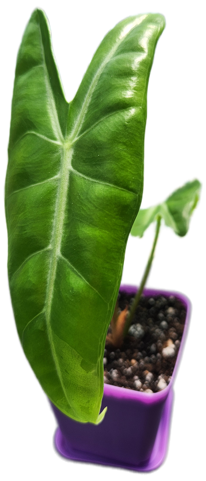 Alocasia "Longiloba" (A007)