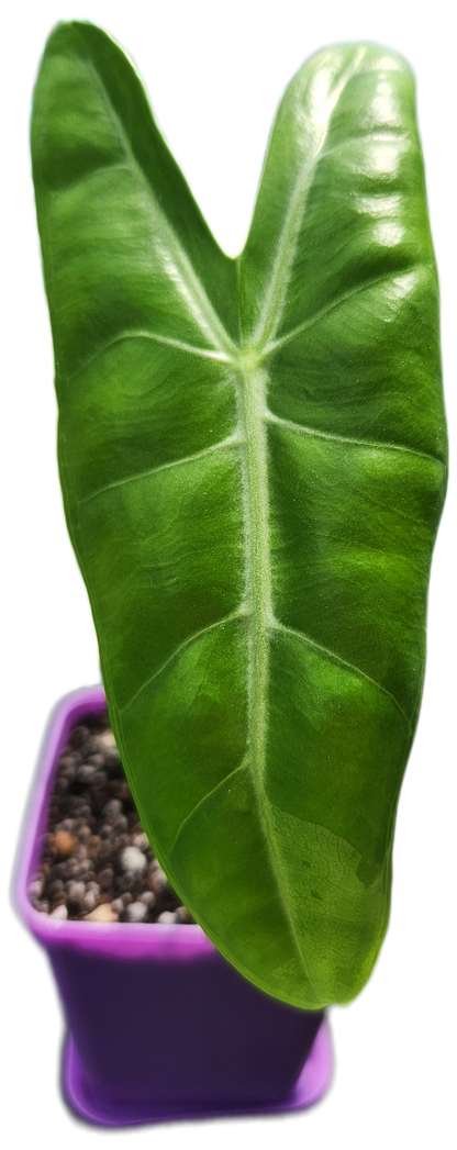 Alocasia "Longiloba" (A007)