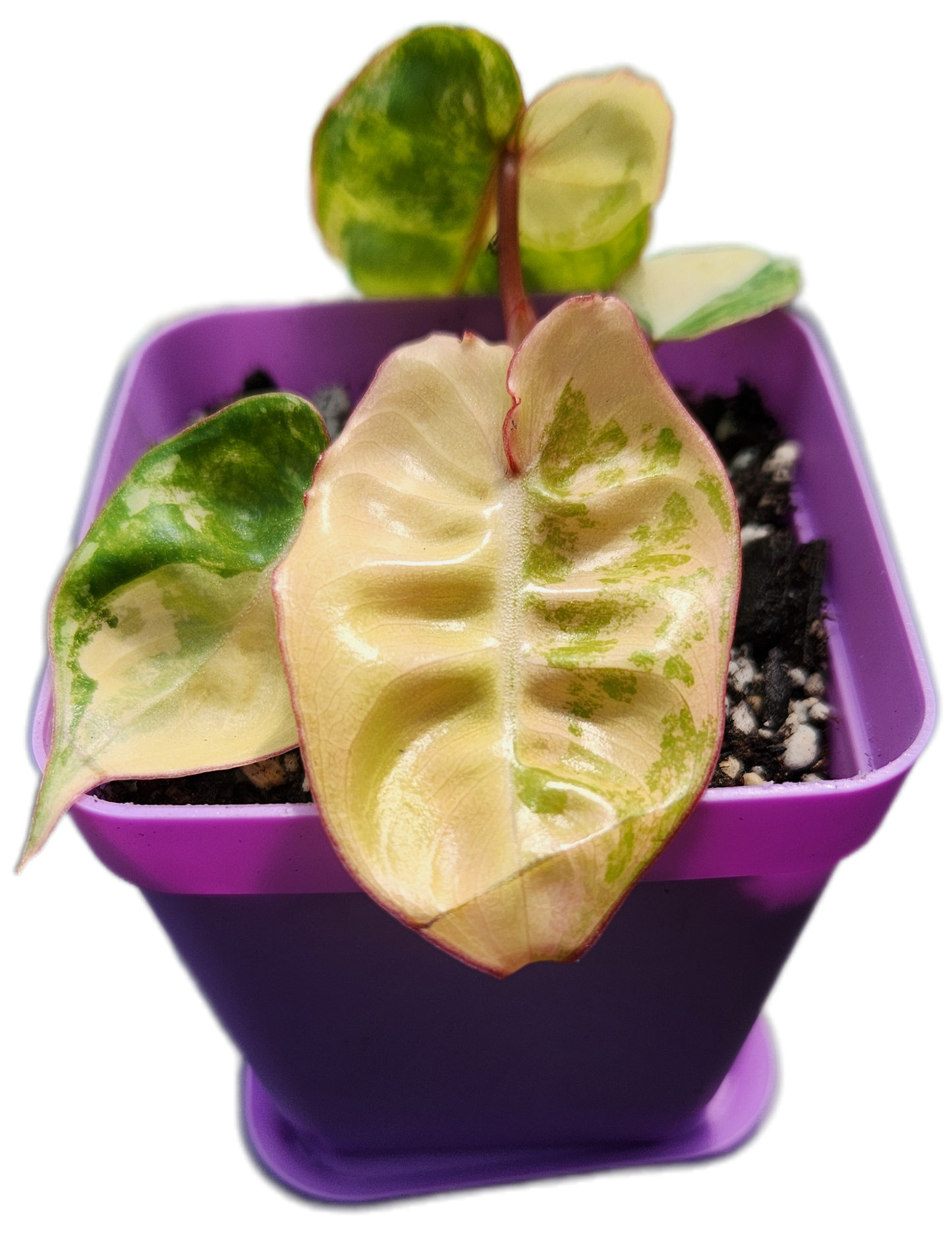 Philodendron billietiae *variegated* (B013)