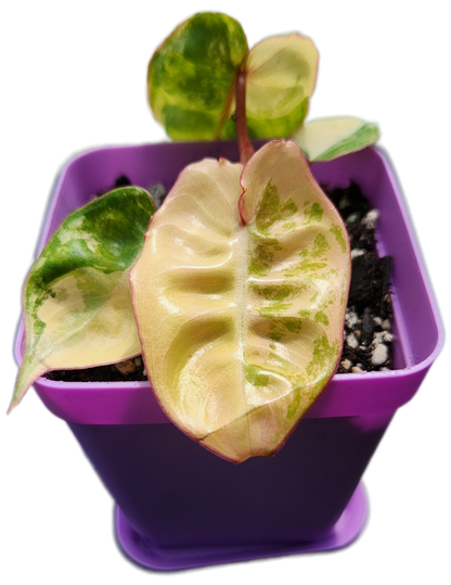 Philodendron billietiae *variegated* (B013)