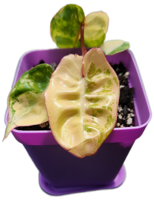 Philodendron billietiae *variegated* (B013)