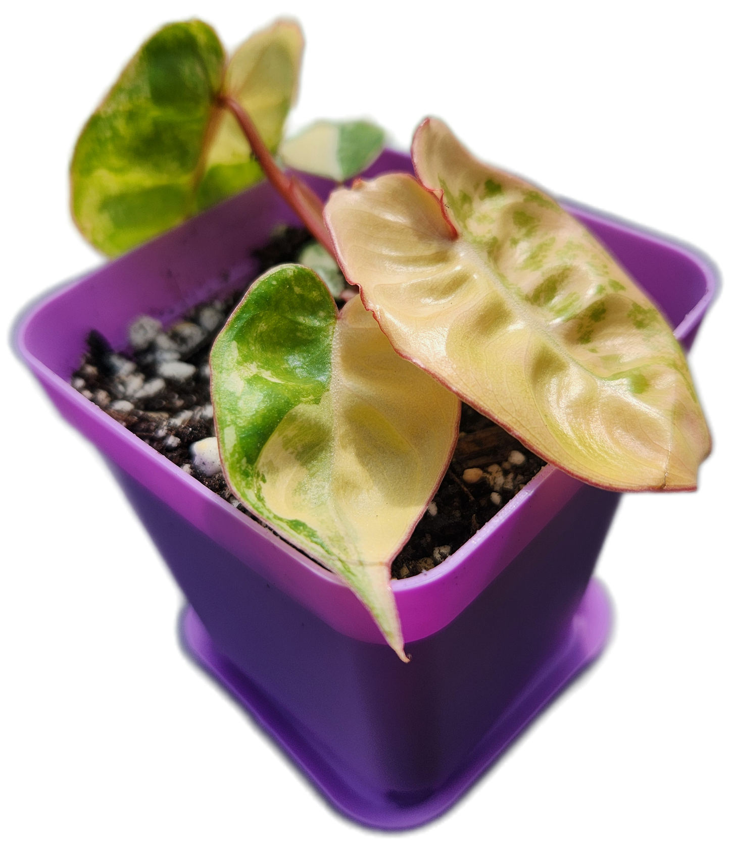 Philodendron billietiae *variegated* (B013)
