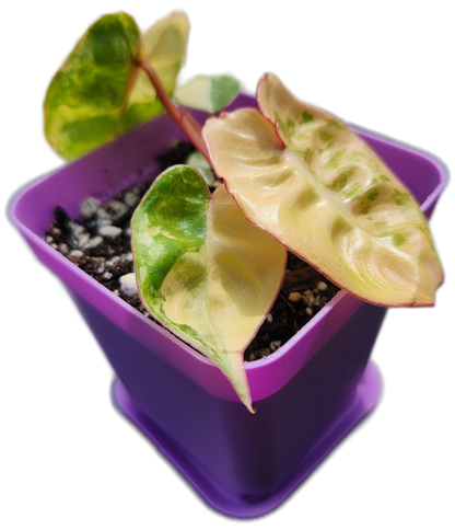 Philodendron billietiae *variegated* (B013)