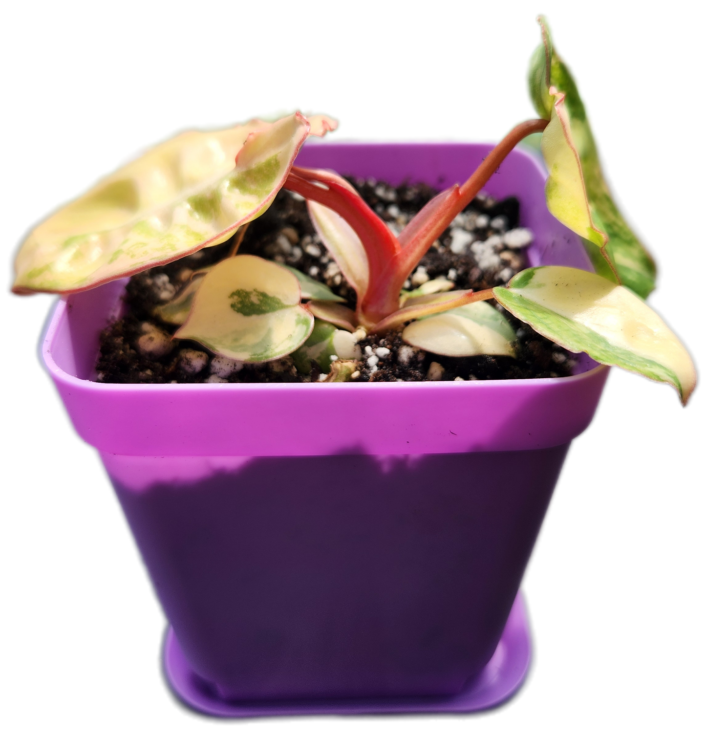 Philodendron billietiae *variegated* (B013)